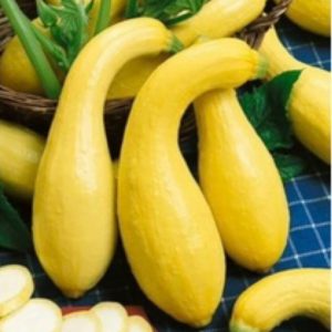 Yellow squash