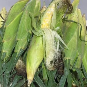 Sweet corn