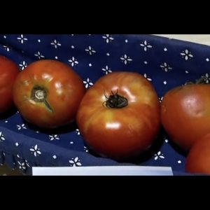 Tomatoes-slicer-large
