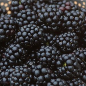 Blackberries