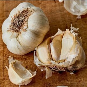 Garlic