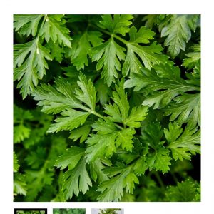 Parsley
