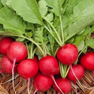 Radishes