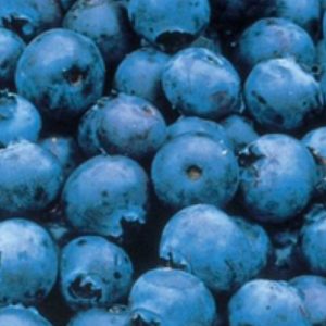 Blueberries